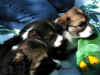 P6010620sm.jpg (79045 バイト)