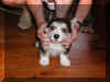 P6210720gigi8wks2.jpg (32364 oCg)