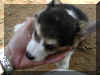 P6210737gigi8wkstrihead.jpg (37204 oCg)