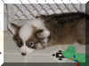 P7070778neko.jpg (35534 oCg)