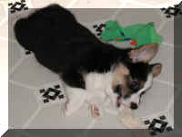 P7070779trineru.jpg (28770 oCg)