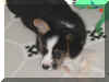 P7070780tri2.jpg (23304 oCg)