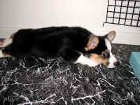 P7200844yoko1.jpg (54261 バイト)