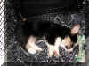 P727087311wk1.jpg (100570 oCg)