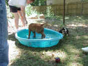 P8110932puppy1.jpg (113054 oCg)