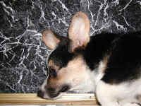 P8230952x400yonda.jpg (94126 oCg)