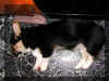 P902098016wkbody.jpg (83878 oCg)