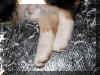 P902098416wkleg.jpg (101055 oCg)