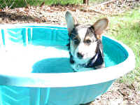 P9071015pool.jpg (93767 oCg)