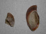 P9141069hoove.jpg (93961 oCg)