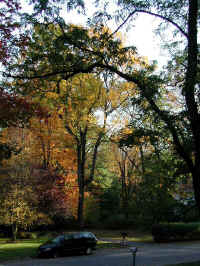 PA210485koyo2.jpg (199618 oCg)