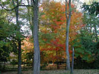 PA210487koyo1.jpg (183917 oCg)