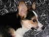 P1010001.JPG (73789 oCg)