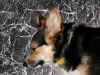 P4050008x600.jpg (198869 oCg)