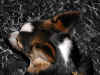 P4050018x600.jpg (151262 oCg)