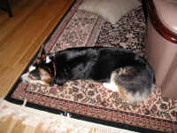 P5170006x600.jpg (115909 oCg)