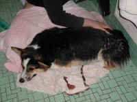 P7010157dry.JPG (67002 oCg)