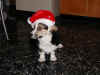 PC050030x300boshi.jpg (46570 oCg)